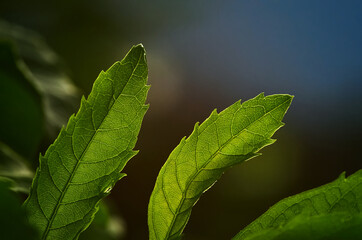 close up of green leaf