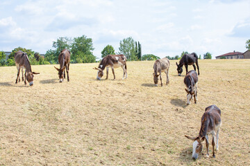 Donkeys and mules puledro in the countryside in Europe. Lovely pets walk and eat in the paddock in...