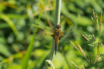 Macro shot of a dragonfly sitting on a blade of grass in a green field, Siberian photo