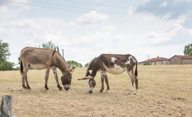 Donkeys and mules puledro in the countryside in Europe. Lovely pets walk and eat in the paddock in the village on the grass. Pets on the eco-farm on a summer day.