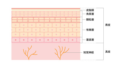 皮膚の図解（断面）イラスト