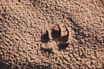 Wild animal footprint on the sand