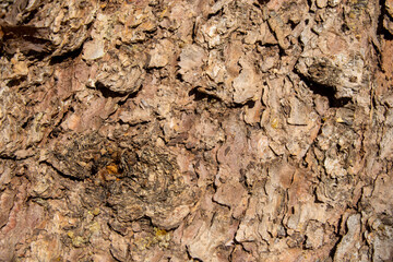 Textura o fondo de tronco de pino
