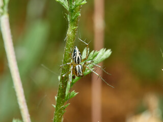 Lynx spider in a natural environment. Genus Oxyopes.   