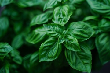 Fresh homegrown basil leaves or basil plant growing in backyard garden, selective focus