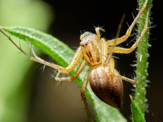 Lynx spider in a natural environment. Genus Oxyopes.   