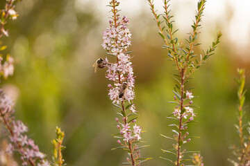 Bee collecting pollen on a flower