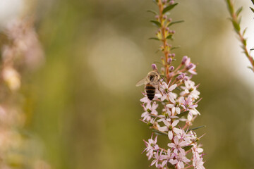 Bee collecting pollen on a flower
