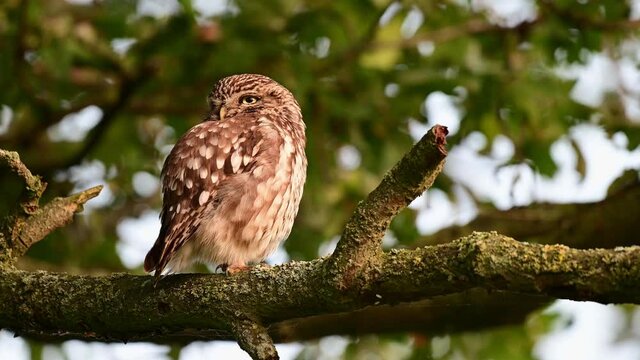 Little owl sitting on the oak branch and watch, summer, july, (athene noctua), germany