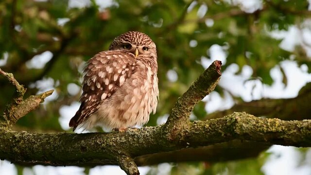 Little owl sitting on the oak branch and clean their feathers, summer, july, (athene noctua), germany