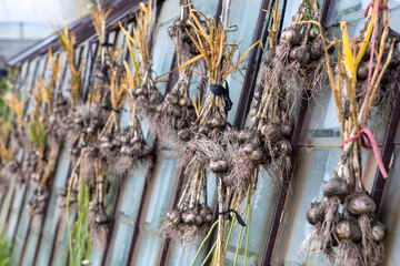 The garlic crop dries in the sun.Garlic is tied in bundles and hung on the greenhouse.Garlic heads together with the ground, just dug out of the garden.Harvesting in the village.