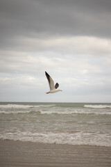 Seagul flying on a cloudy beach day