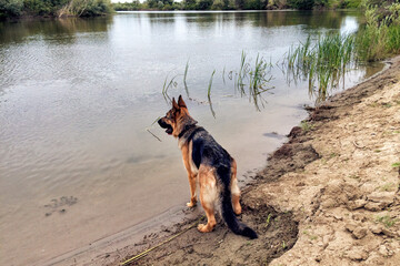 A German shepherd dog walking on the bank of the river in summer.