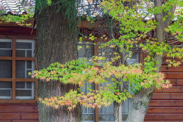 Fototapeta na wymiar Close up shot of Maple leaves in Wuling Farm