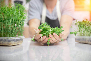 Hand with fresh raw microgreen baby sprouts beans pea and sunflower