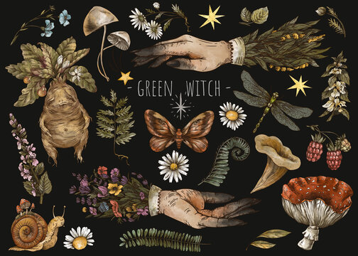 Vintage magic plants, witch hands, Witchcraft mystery, mandrake root, mushrooms, flowers, chamomile, amanita, fern leaves