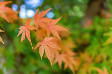 Close up shot of Maple leaves in Wuling Farm