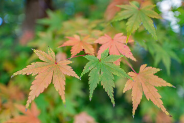 Close up shot of Maple leaves in Wuling Farm