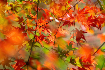 Close up shot of Maple leaves in Wuling Farm