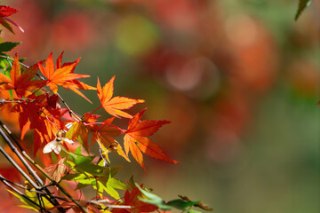 Close up shot of Maple leaves in Wuling Farm