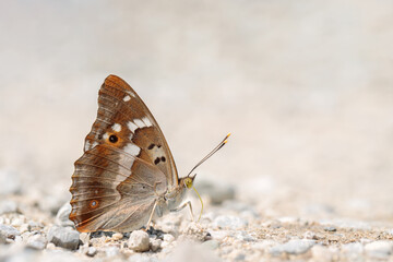 Obraz premium Lesser purple emperor butterfly (Apatura ilia) seeking minerals. Ventral view.