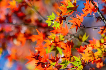 Naklejka na ściany i meble Close up shot of Maple leaves in Wuling Farm