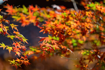Naklejka na ściany i meble Close up shot of Maple leaves in Wuling Farm