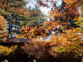 Close up shot of Maple leaves with a Japanese style house in Wuling Farm