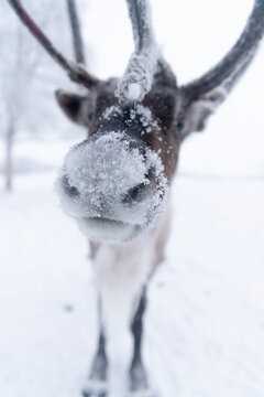 Travel wildlife view of reindeer in snowy winter, near Kiruna, Arctic Circle, Northern Sweden.
