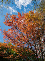 Fototapeta premium Close up shot of Maple leaves in Wuling Farm