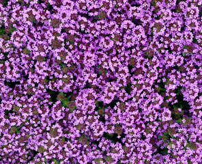 Fototapeta premium Effin Thyme bloom makes a purple flower background