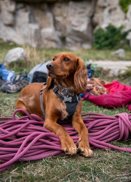 Travel lifestyle view of cocker spaniel dog with rock climbing rope on Isle of Portland, near Bournemouth in England, UK.