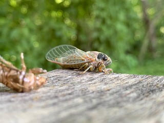 Tree cicada
