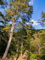 Fototapeta premium Autumn landscape in Wuling Farm