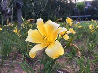 Yellows at the garden