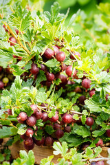 Ripe red gooseberries (Ribes uva-crispa) in homemade garden. Fresh bunch of natural fruit growing on branch on farm. Close-up. Organic farming, healthy food, BIO viands, back to nature concept.