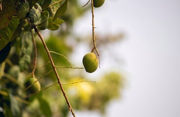 Organic and Raw Mango Fruit Hanging from Its Tree with Selective Focus and Copy Space