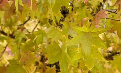 Liquidambar yellow autumnal foliage