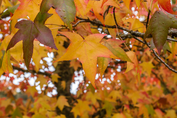 Liquidambar colorful autumnal foliage
