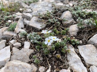 Mountain flowers