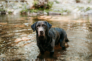 happy black labrador dog swimming in river. Nature and pets , adventure time