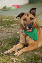 Mixed breed, brown adult dog lying on grass closeup. 