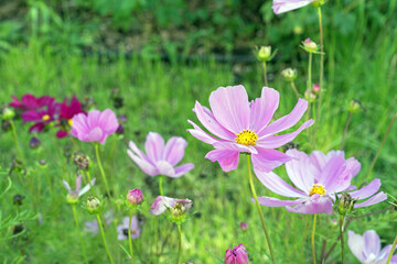 Obraz na płótnie Canvas Pink and purple Cosmea (Cosmos) flowers bloom in the summer garden.