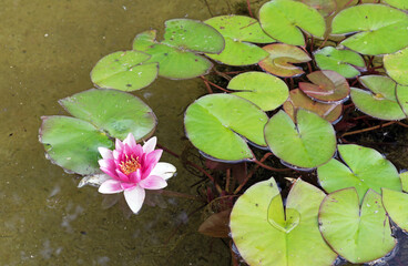 Pink water lily or lotus flower is considered a symbol of purity in Buddhism.