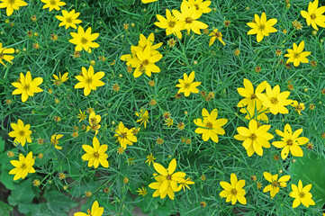 Blooming yellow coreopsis (Coreopsis lanceolata) in the summer garden.