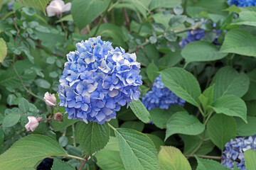 Blooming blue hydrangea or tree hydrangea in the summer garden.