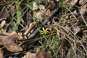 yellow flower in the grass