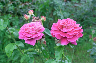 Blooming pink roses in the summer garden. Hybrid tea rose.