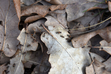 ants on a leaf