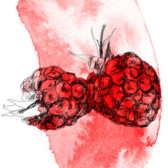 hand drawing art of red raspberry